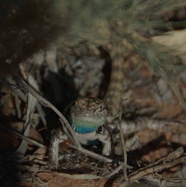 in the spiny lizard family